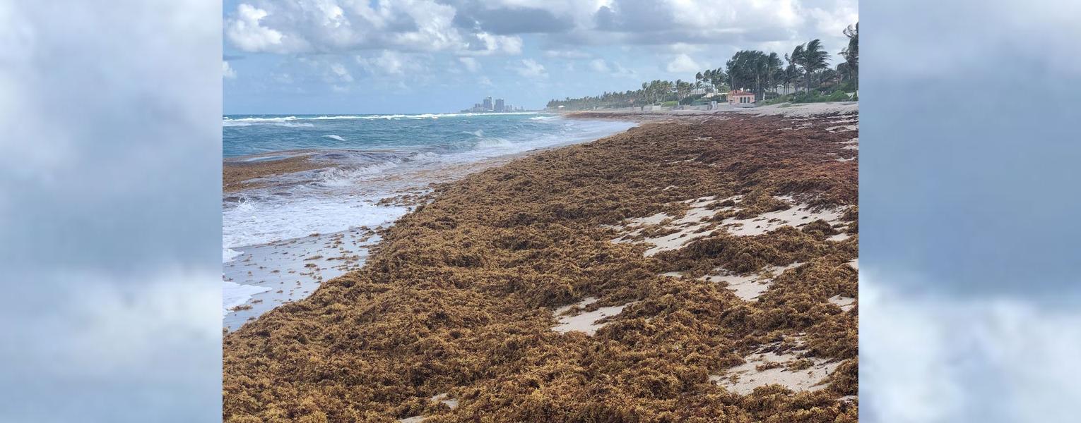 营养促使海藻大量繁殖 